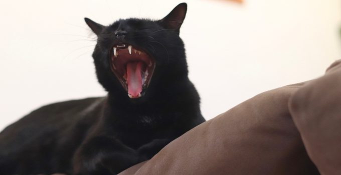 Do Black Cats Meow More? 6 Interesting Things Discussed