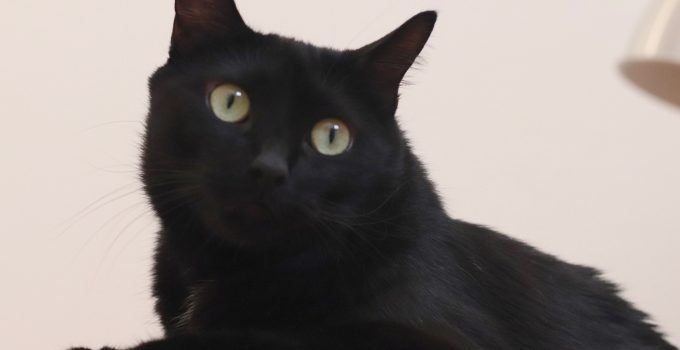 Do Black Cats Protect You? 6 Very Intriguing Topics Covered