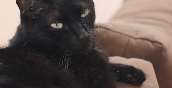 Do Black Cats Know that they are Black? 4 Intriguing Topics