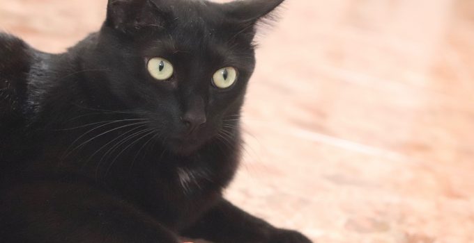 Do Black Cats Like to Cuddle? 7 Adorable Things to Consider