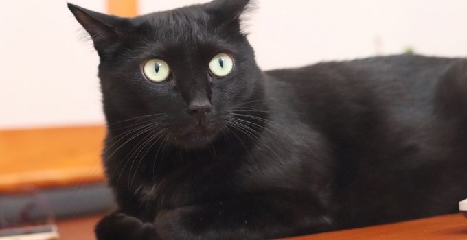 Do Black Cats Like Other Cats? 5 Practical Things Covered