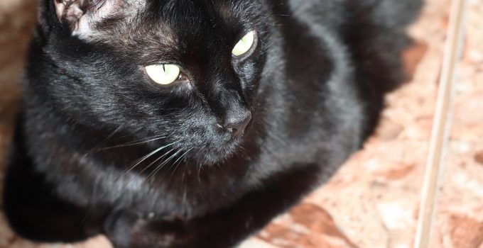 Do Black Cats Malt? 5 Useful Things Covered