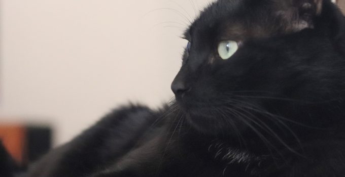 Do Black Cats Mean Good Luck? 7 Things Leading to the Truth