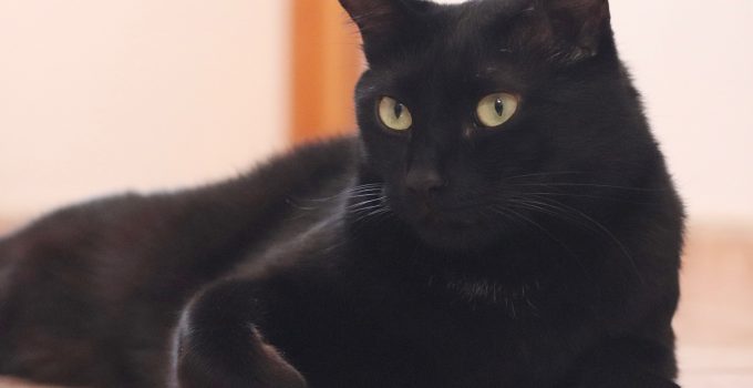 Do Black Cats Overheat? 4 Important Topics Discussed