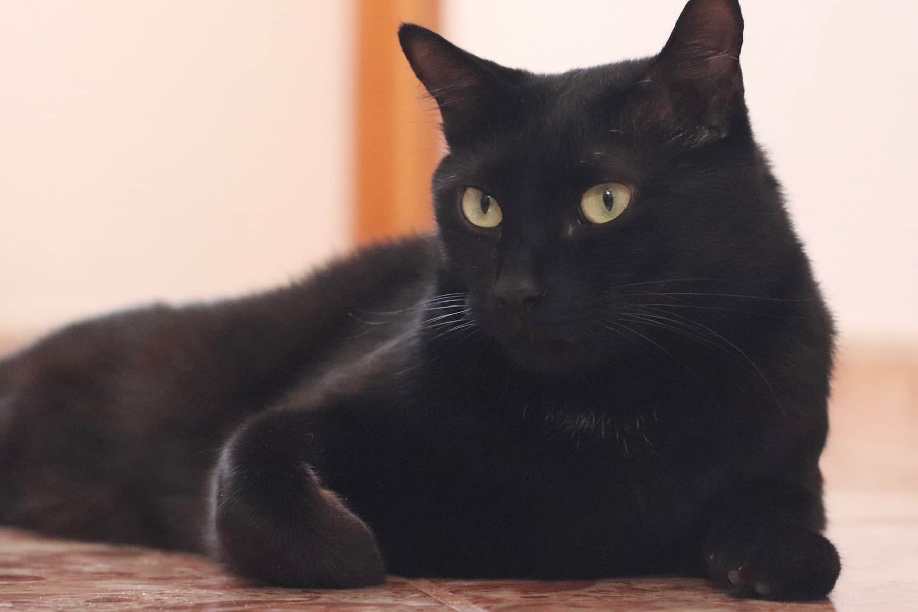 Do Black Cats Overheat? 4 Important Topics Discussed - My Mini Panther