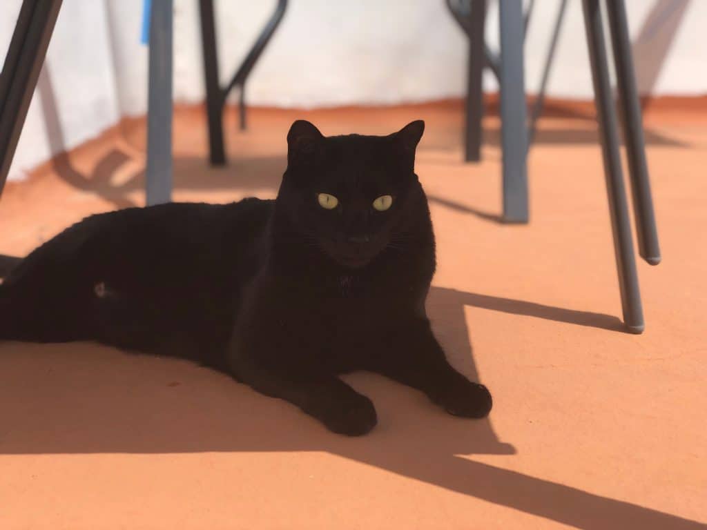 do black cats like the sun