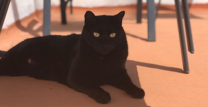 Do Black Cats Like the Sun? 4 Helpful Topics Discussed