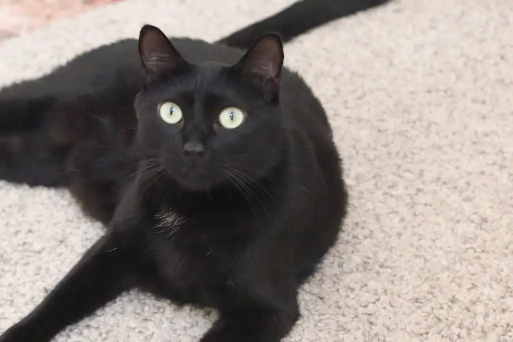 can black cats change color