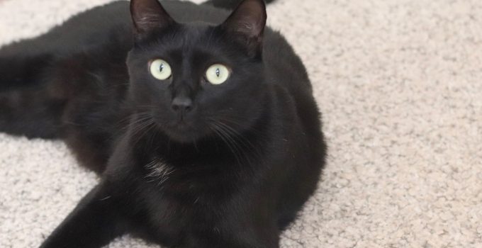 Can Black Cats Change Color? 5 Colorful & Important Topics
