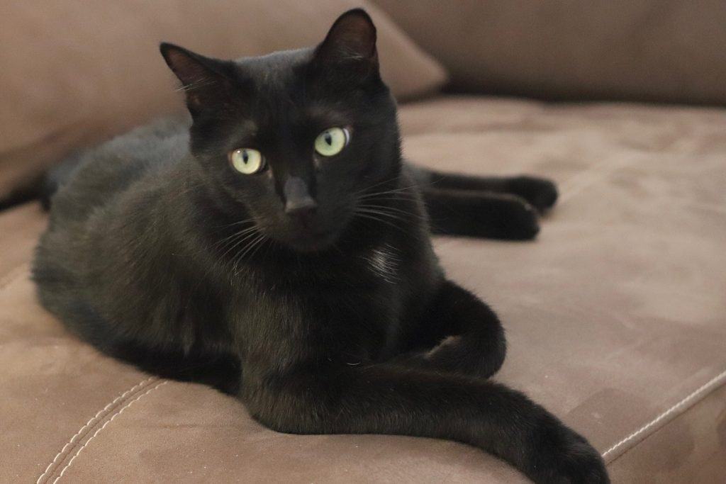 can black cats be hypoallergenic