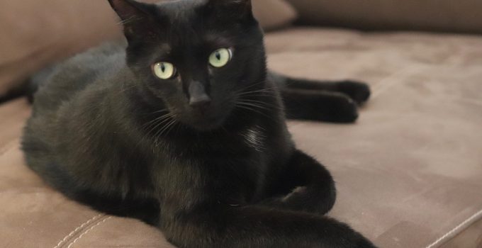 Can Black Cats Be Hypoallergenic? 5 Important & Helpful Topics