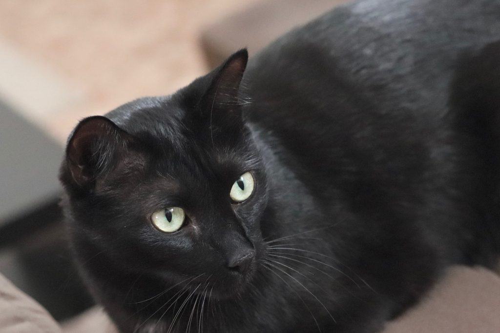 can black cats change color