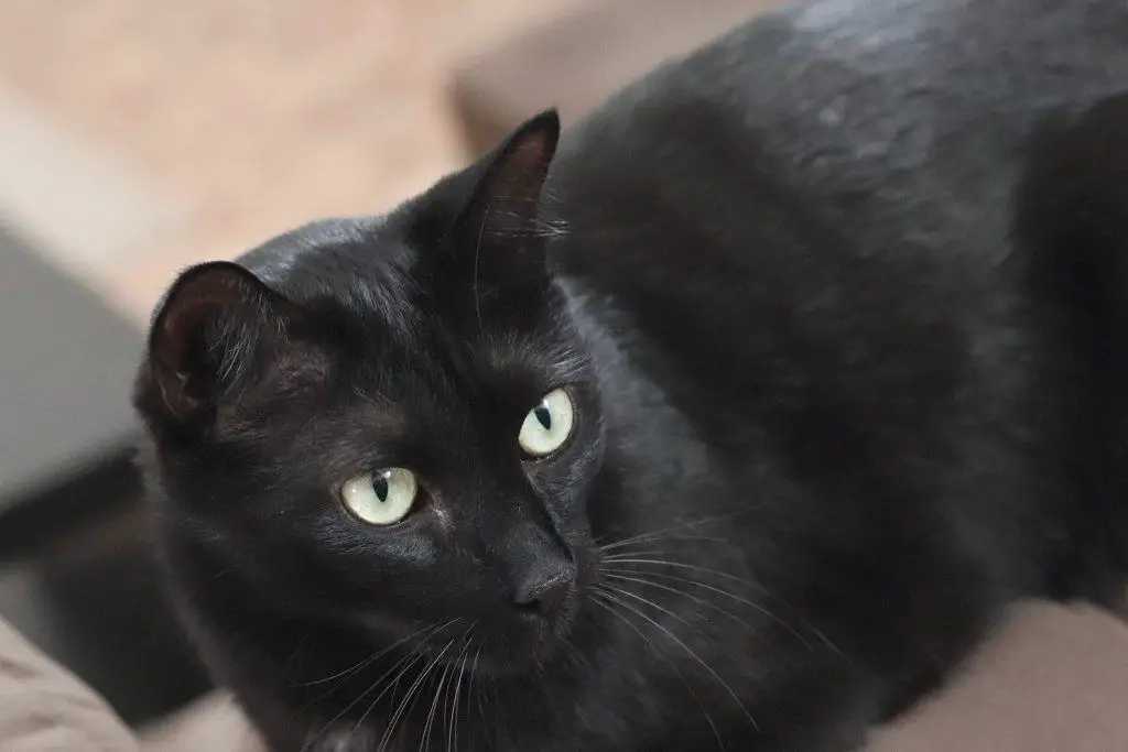 can black cats change color