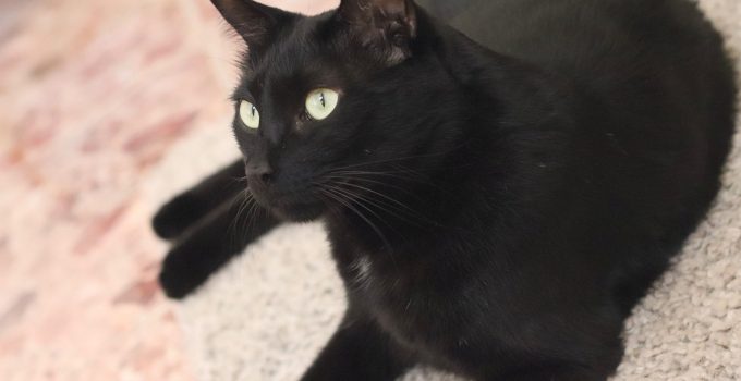Do Black Cats Turn Brown with Age? 5 Interesting Topics