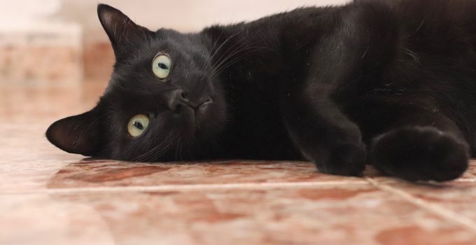 Do Black Cats Turn Gray? 5 Revealing Topics Covered