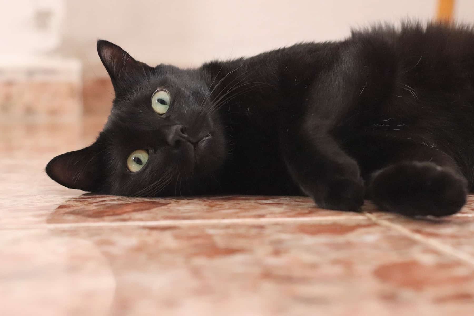 Do Black Cats Turn Gray? 5 Revealing Topics Covered - My Mini Panther