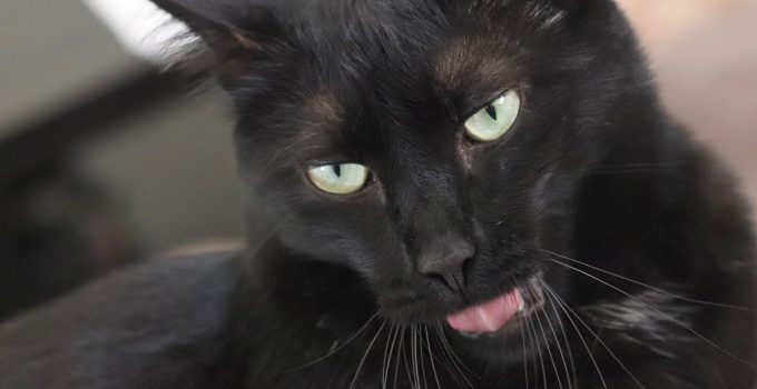 Do Black Cats Talk More? 6 Informative Things Revealed