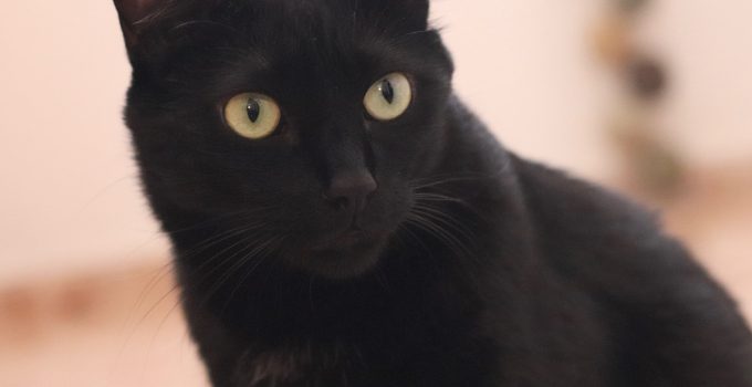 Where are Black Cats From? 7 Topics About These Super Special Animals