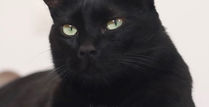 Do Black Cats Turn White? 5 Important and Interesting Topics