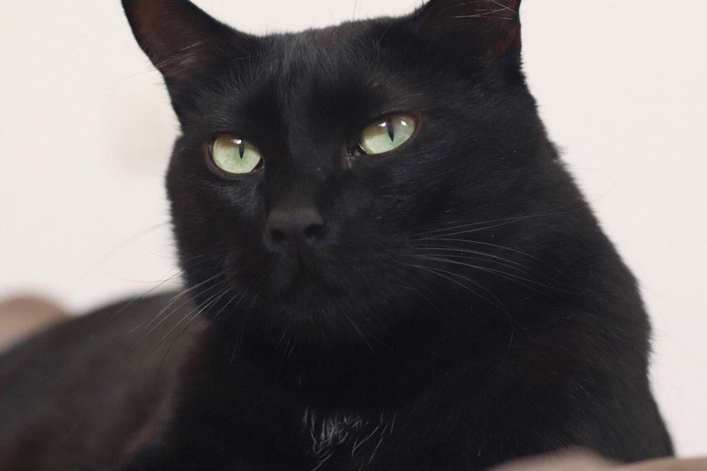 do black cats turn gray