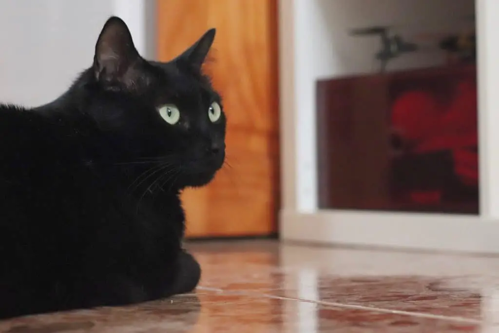 Is a black cat an omen
