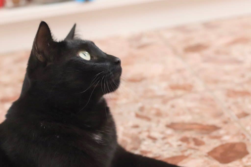 Can Black Cats Bring Good Luck 6 Inspiring Informative Topics My 