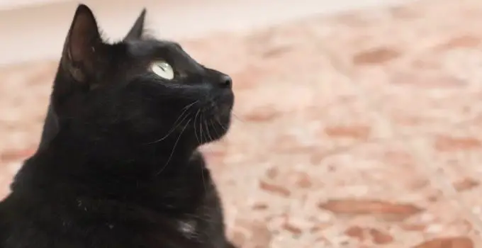 Can Black Cats Bring Good Luck? 6 Inspiring & Informative Topics