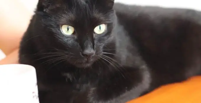Is a Black Cat an Omen? 4 Interesting Topics Uncovering the Truth