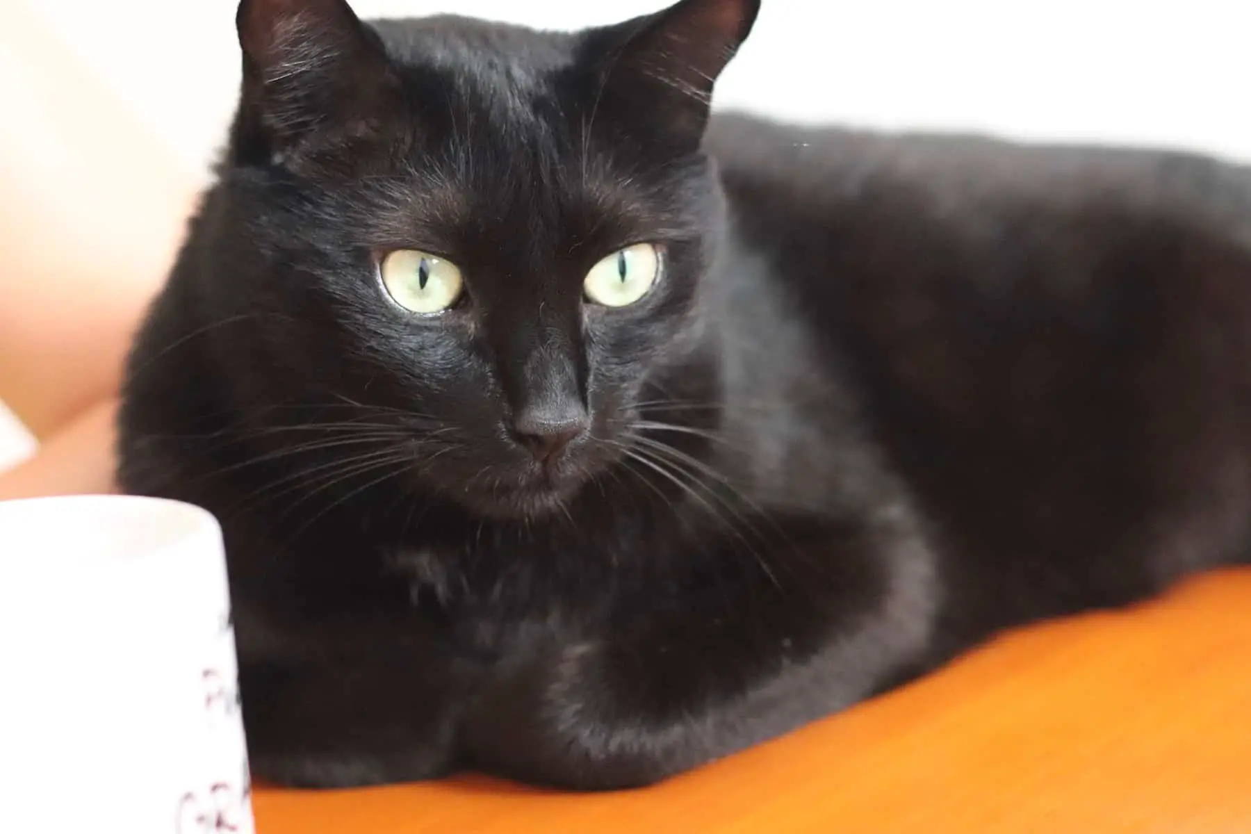 Local shelters say black-cat superstitions dont affect 