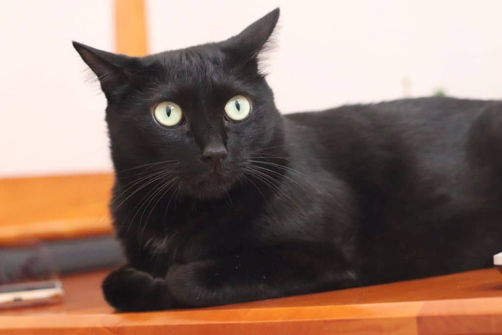 can black cats sense death