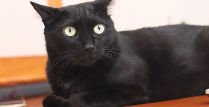 Can Black Cats Sense Death? 4 Intriguing & Revealing Insights