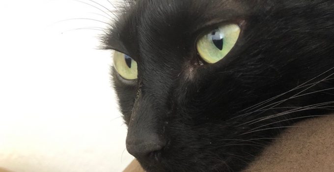 Do Black Cats Tend to be More Vocal? 6 Revealing Things Uncovered
