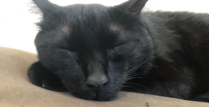 Can Black Cats Have Orange Eyes? 7 Interesting & Beautiful Insights