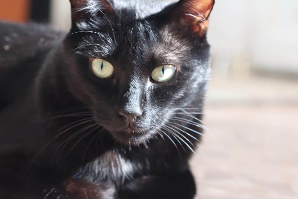 brown and black tabby cats