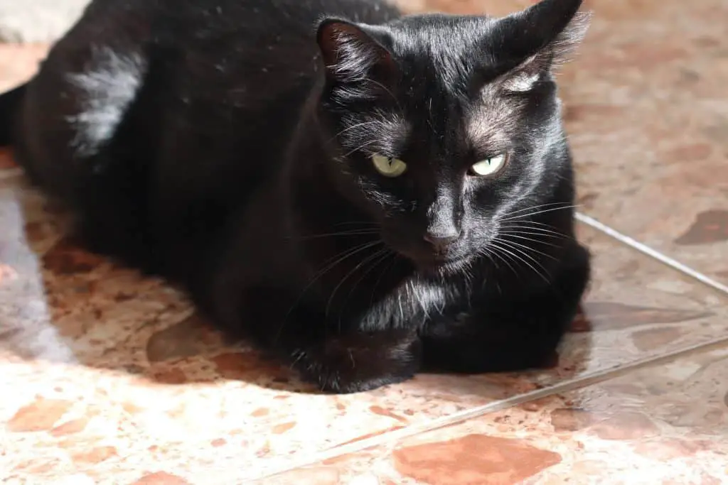 do black cats turn brown with age