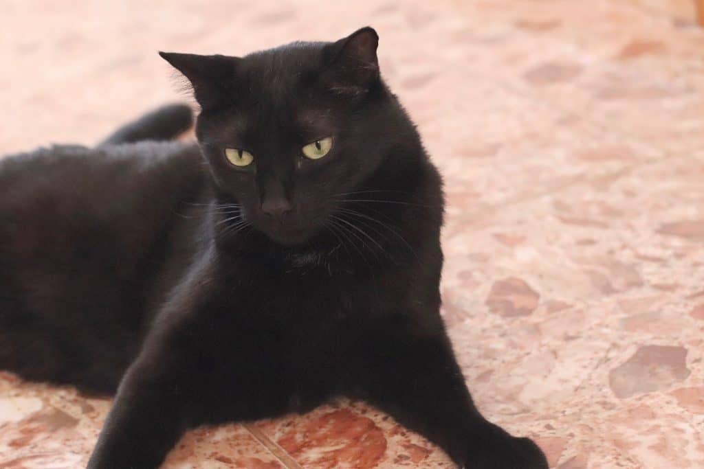 do black cats tend to be more vocal