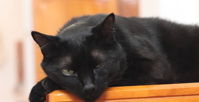 Is a Black Cat a Breed? 22 Brilliant Reasons to be Intrigued