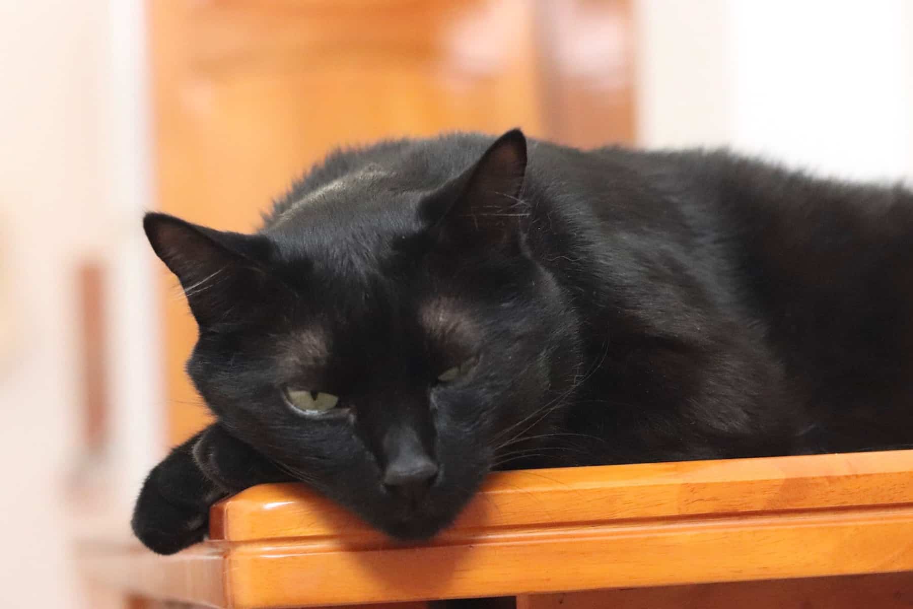 Is a Black Cat a Breed? 22 Brilliant Reasons to be Intrigued - My Mini ...