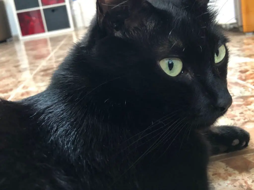 Do Black Cats Usually Have Green Eyes? 6 Eye-Opening & Interesting Topics -  My Mini Panther