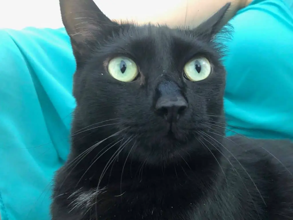 do black cats usually have green eyes
