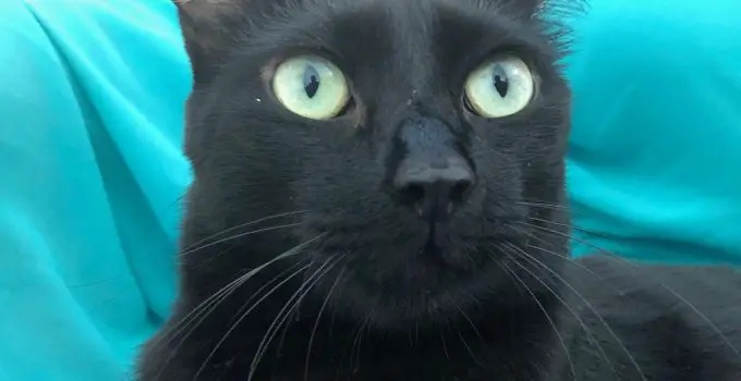 Do Black Cats Usually Have Green Eyes? 6 Eye-opening & Interesting Topics