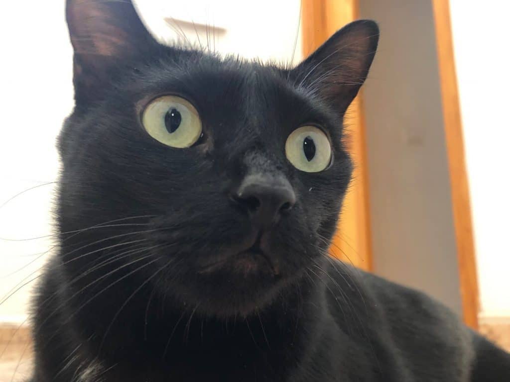 can black cats have pink noses