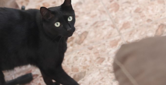 What if a Black Cat Crosses Your Path? 3 Simple & Interesting Explanations