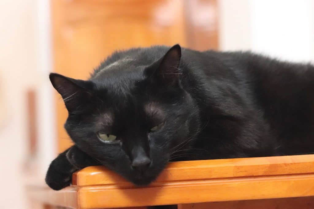 why black cats are special