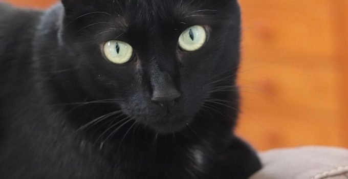 3 Amazing Reasons Why Black Cats are Special