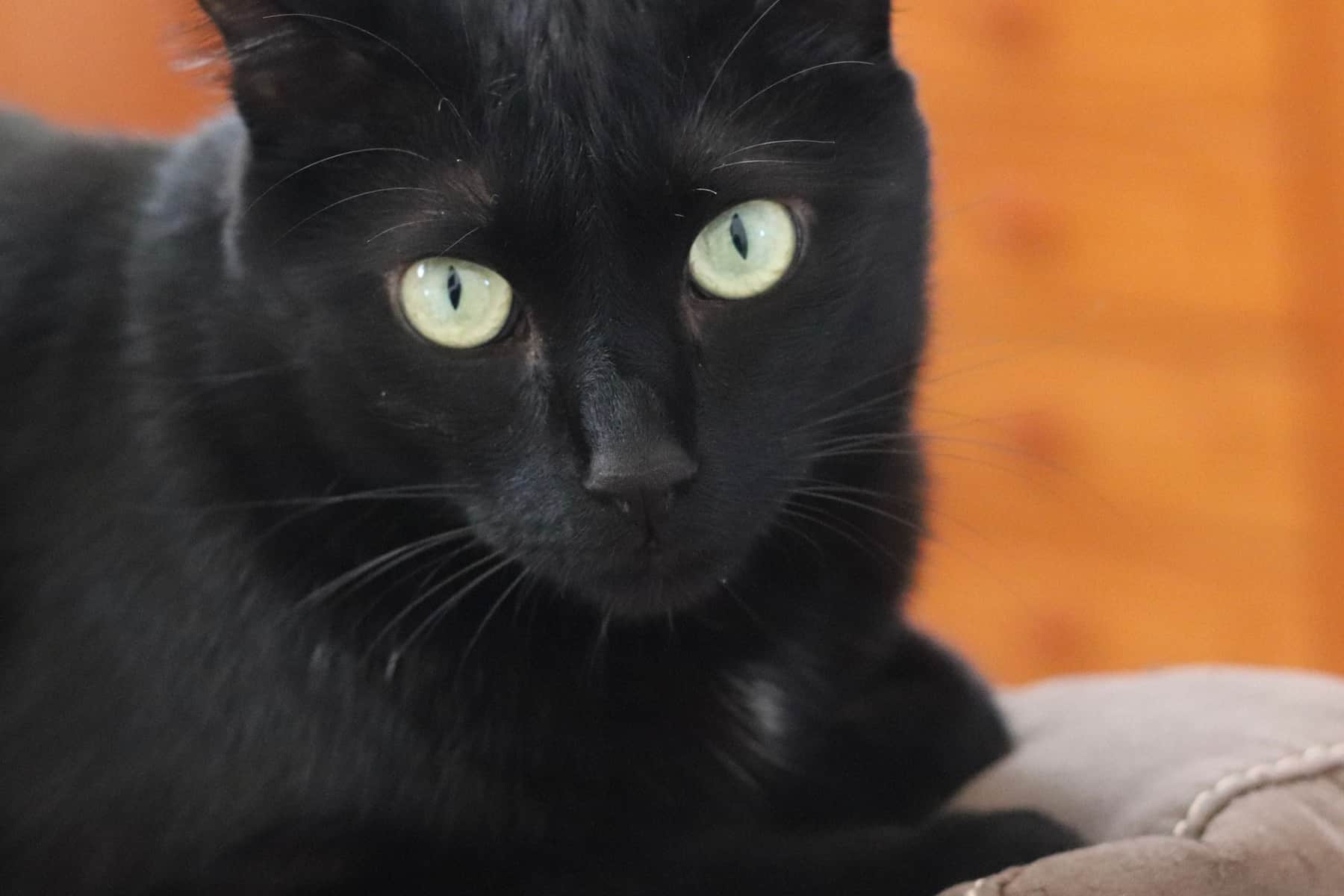 3 Amazing Reasons Why Black Cats are Special My Mini Panther