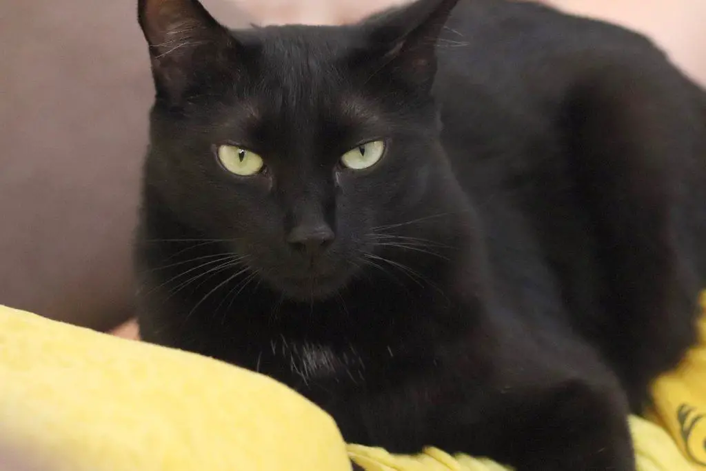 why black cats have yellow eyes