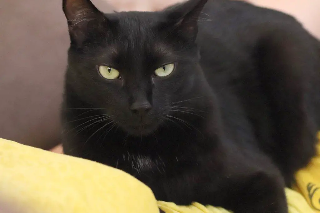 3-interesting-reasons-why-black-cats-have-yellow-eyes-my-mini-panther