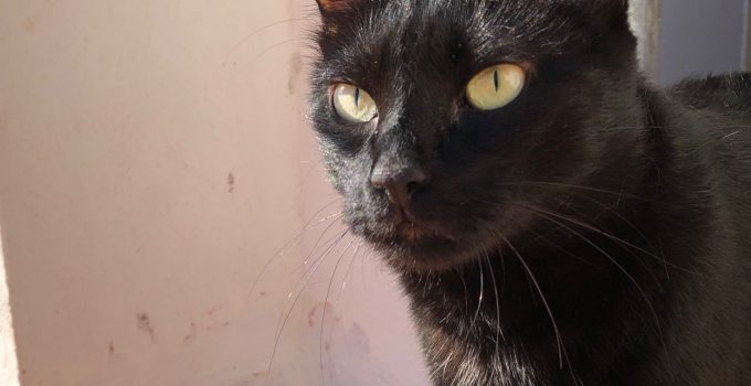 3 Interesting Reasons Why Black Cats Have Yellow Eyes