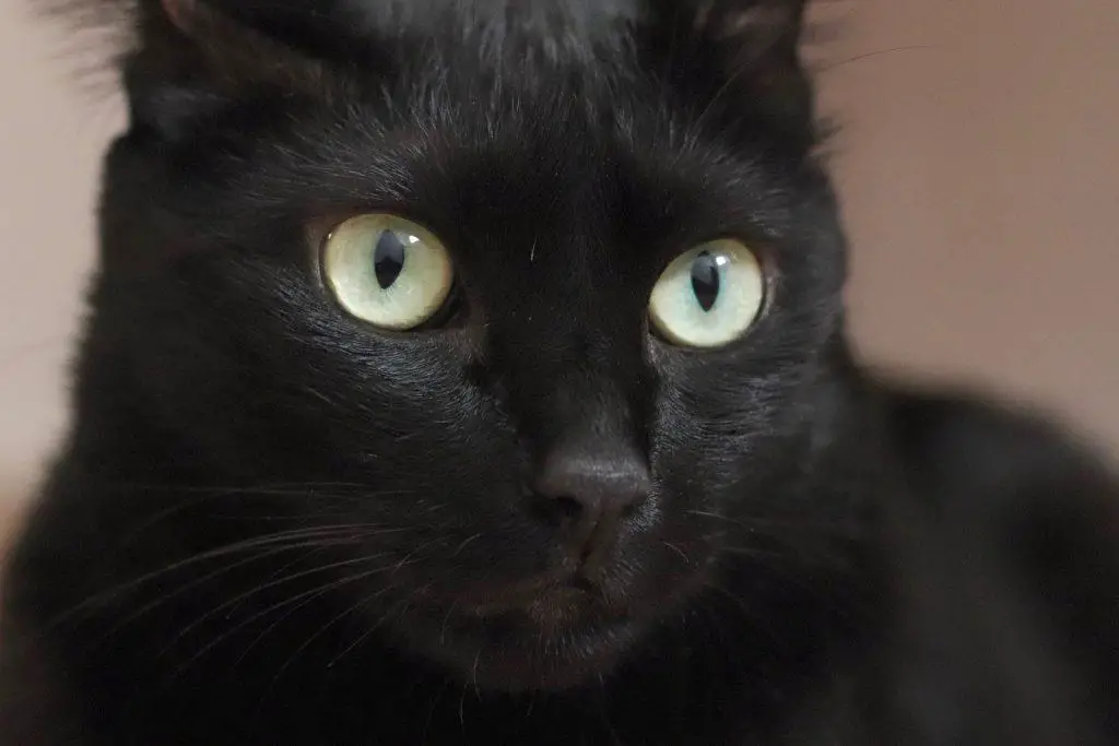 why black cats are the best